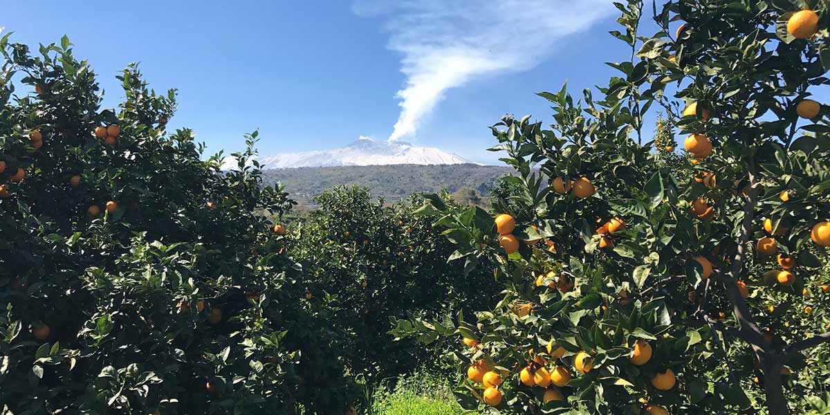 Campagna agrumi 2024 ricca di sfide: dai calibri disponibili ai danni sulla buccia